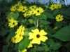 Mustasilmäsusanna Sunny Susy Yellow
