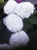 Jalohortensia