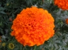 Isosamettikukka Antiqua Orange