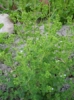 Kreikkalainen oregano