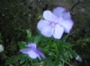 Orvokki Penny Lavender Shades