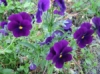 Orvokki Penny Violet