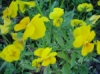 Orvokki Penny Yellow