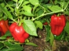 Paprika Redskin F1