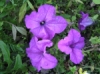 Petunia Limbo Purple