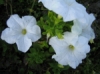 Petunia Limbo White