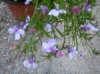 Sinilobelia Riviera Lilac