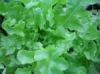 Tammenlehtisalaatti Salad Bowl
