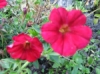 Tarhapetunia Fantasy Red