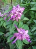 Tulisalvia Sizzler Bicolour Lilac