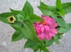 Zinnia Short Stuff Mix